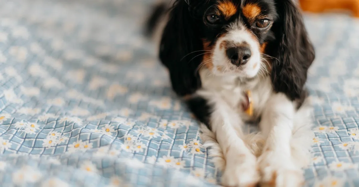 découvrez charles tyrwhitt, la référence anglaise en chemises élégantes, vêtements homme et accessoires de qualité alliant style classique et confort.