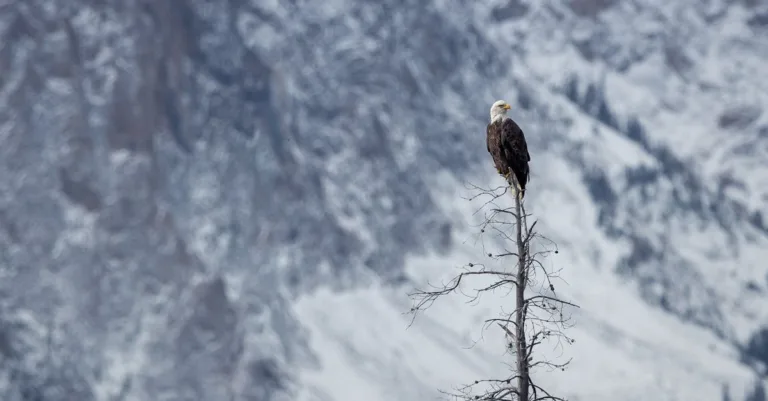 découvrez le style bald : élégance et confiance pour un look affirmé et moderne.