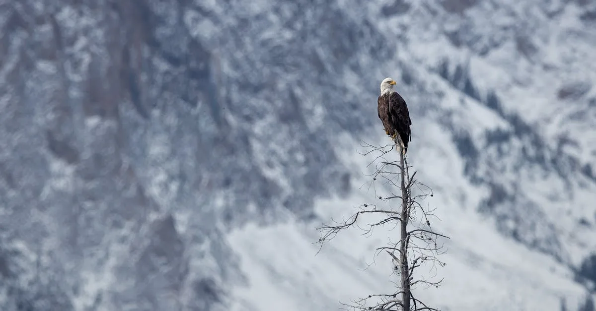 découvrez le style bald : élégance et confiance pour un look affirmé et moderne.
