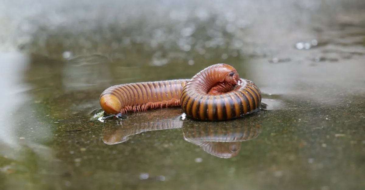 découvrez les rideaux de frange, une tendance capillaire élégante qui encadre le visage avec style et douceur pour un look moderne et sophistiqué.