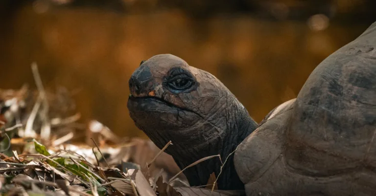 profitez de fruitz likes pour un accès gratuit et légal à vos contenus préférés. découvrez une plateforme sécurisée offrant des services gratuits en toute légalité.