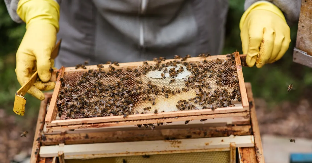 découvrez le honey balayage, une technique de coloration naturelle qui ajoute des reflets miel lumineux et chaleureux à vos cheveux pour un look éclatant et moderne.