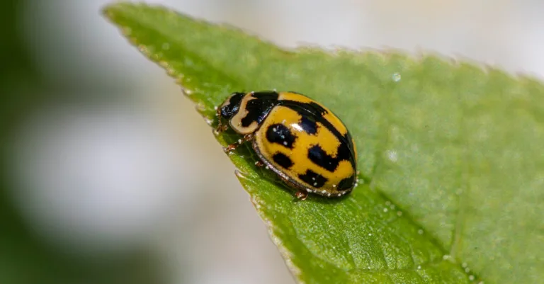 découvrez des idées de tatouages coccinelle uniques et originaux, symboles de chance et de protection, pour embellir votre peau avec élégance.
