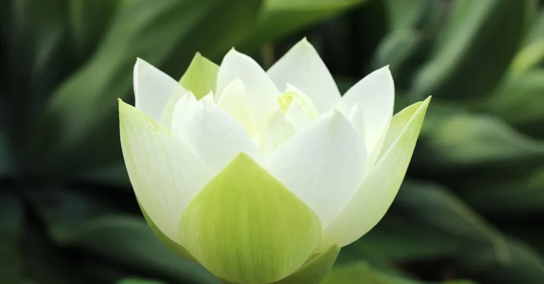 découvrez la signification du tatouage méduse : symbole de puissance, protection et mystère dans la mythologie.