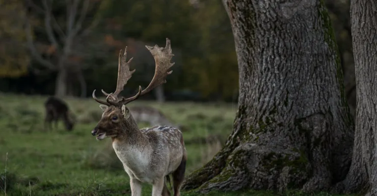découvrez des idées uniques de tatouages de phénix, symboles de renaissance et de force, pour un dessin corporel puissant et inspirant.