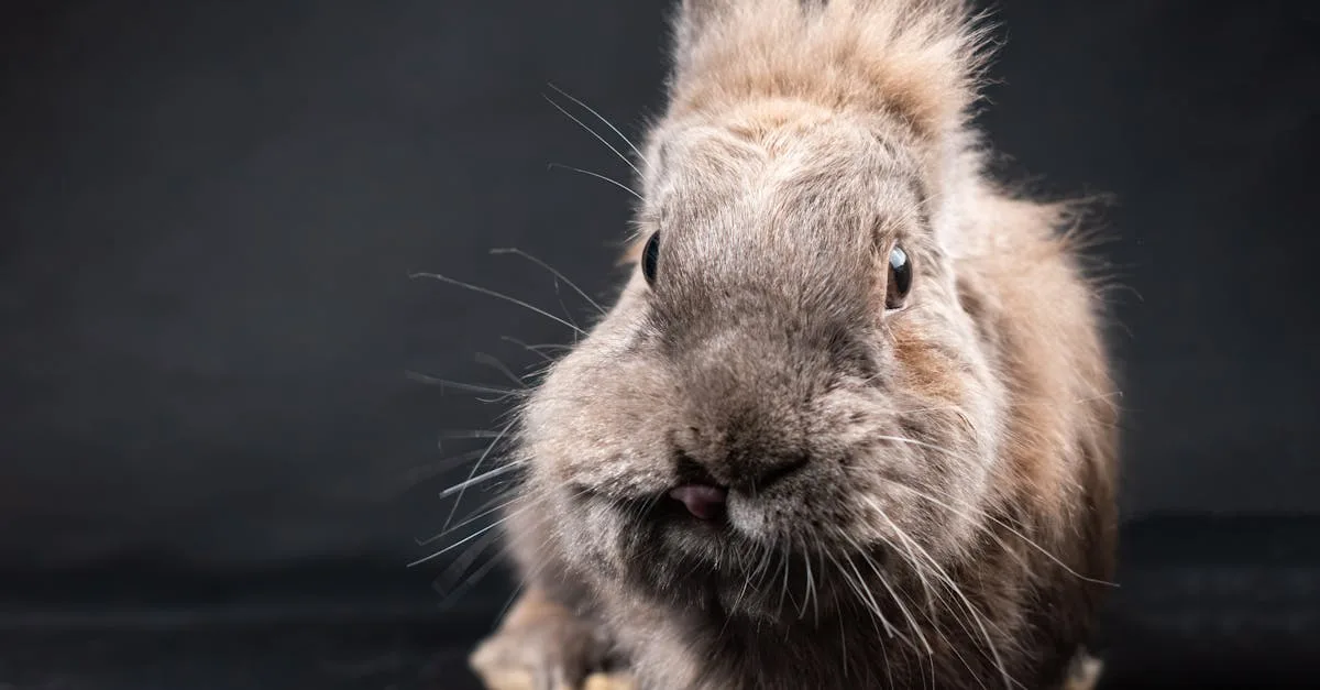 rabbit finder : trouvez facilement votre lapin perdu grâce à notre application intuitive et rapide.