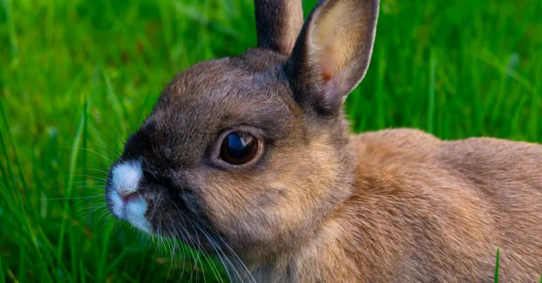 trouvez rapidement et facilement des lapins avec rabbit finder, l'outil parfait pour localiser et découvrir vos amis à longues oreilles.