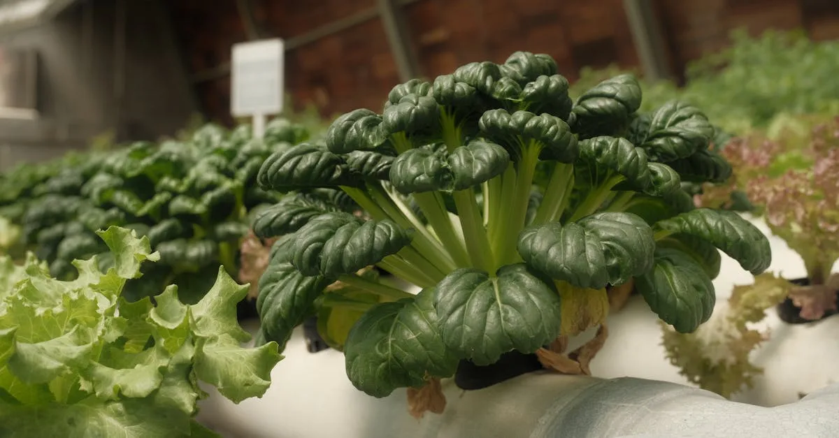 découvrez l'aquaponie, une méthode écologique alliant élevage de poissons et culture hydroponique pour un jardinage durable et autonome.