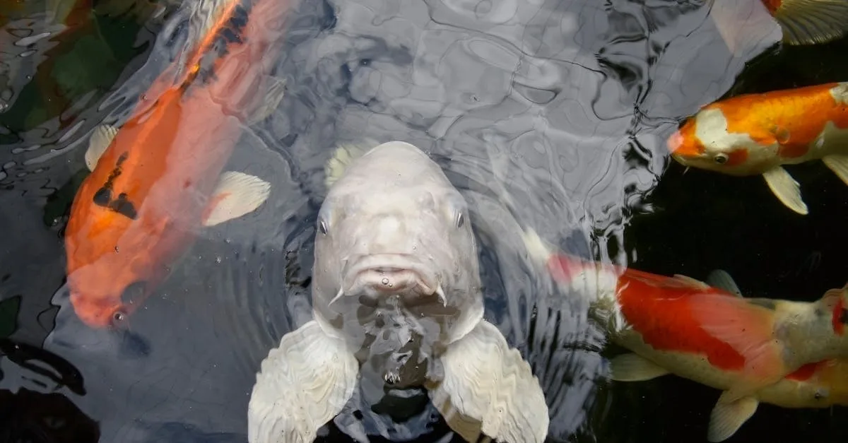 découvrez l'aquaponie, un système durable combinant culture de poissons et végétaux pour un jardinage écologique et efficace.
