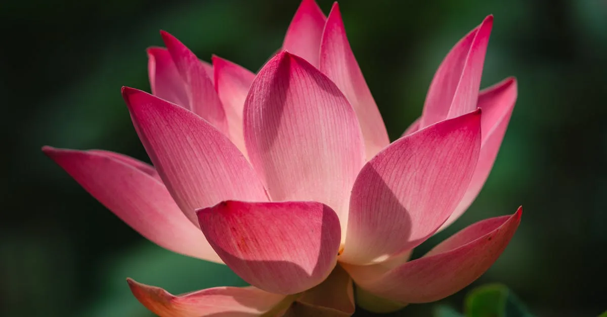 découvrez la signification du tatouage fleur de lotus, symbole de pureté, de renouveau et de spiritualité dans différentes cultures.