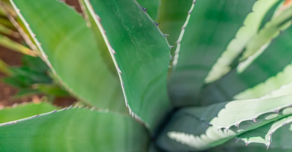 découvrez comment l'aloe vera hydrate en profondeur vos cheveux pour une chevelure douce, brillante et revitalisée naturellement.