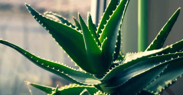 découvrez les bienfaits de l'aloe vera pour l'hydratation des cheveux. nourrissez et revitalisez votre chevelure naturellement avec ce soin hydratant puissant.