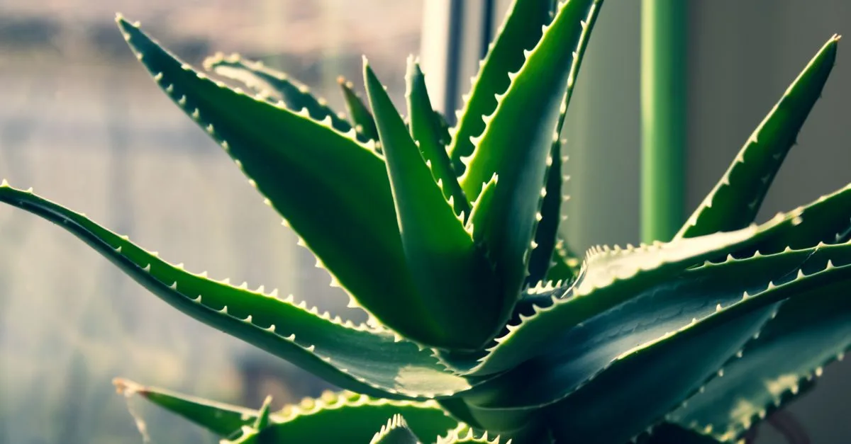 découvrez les bienfaits de l'aloe vera pour l'hydratation des cheveux. nourrissez et revitalisez votre chevelure naturellement avec ce soin hydratant puissant.