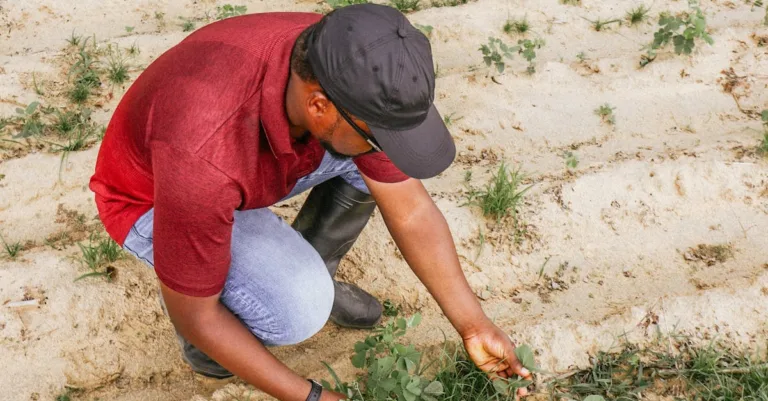 découvrez les pratiques d'agriculture durable visant à préserver l'environnement, soutenir la biodiversité et garantir une production alimentaire responsable pour les générations futures.