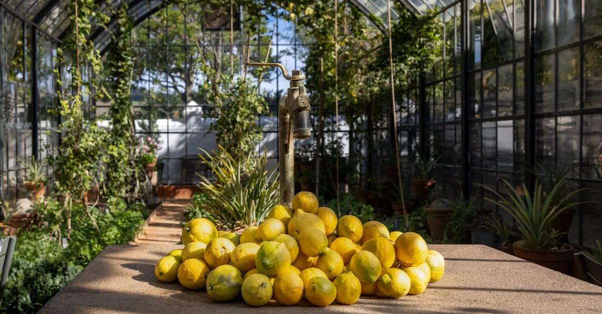 découvrez tout sur le citron : ses bienfaits, utilisations culinaires, recettes rafraîchissantes et astuces santé pour profiter pleinement de cet agrume vitaminé.