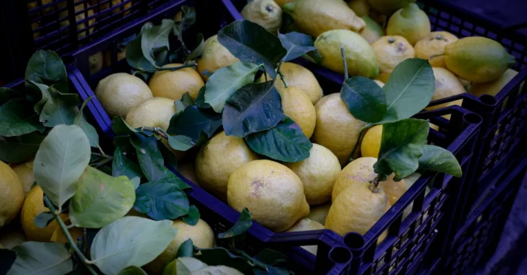 découvrez tout sur le citron : ses bienfaits, utilisations culinaires, recettes rafraîchissantes et conseils pour bien le choisir et le conserver.