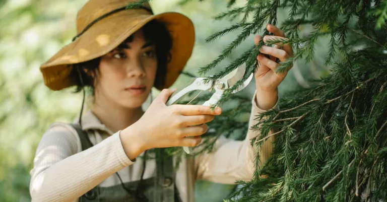 découvrez les meilleures techniques de taille pour entretenir vos plantes et arbres, favoriser leur croissance et améliorer leur santé.
