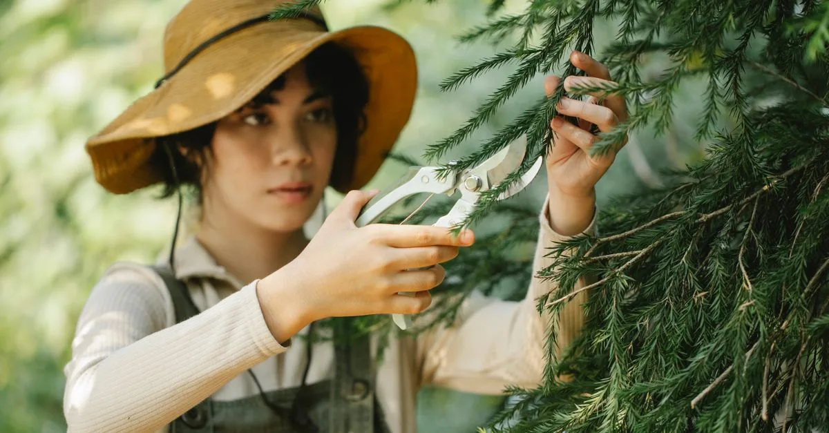 découvrez les meilleures techniques de taille pour entretenir vos plantes et arbres, favoriser leur croissance et améliorer leur santé.